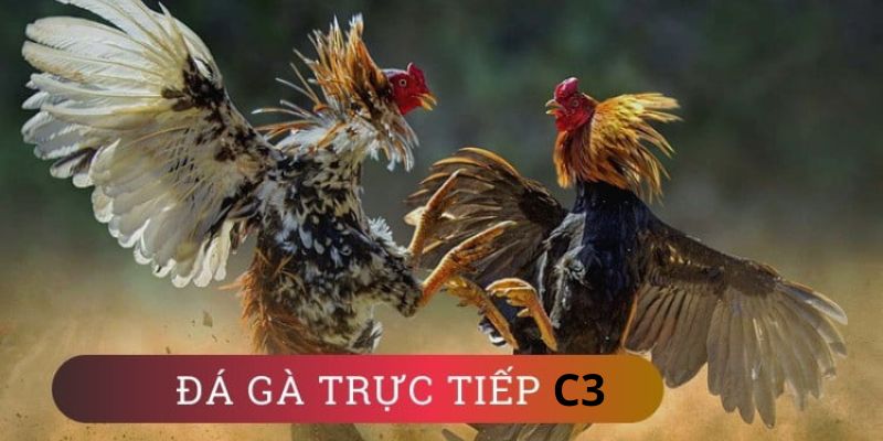 Tìm hiểu đá gà trực tiếp C3 là gì