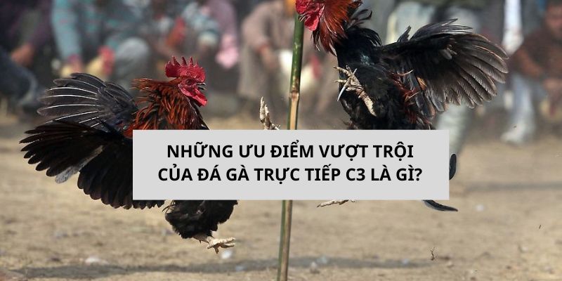 Những ưu điểm nổi bật của đá gà trực tiếp C3