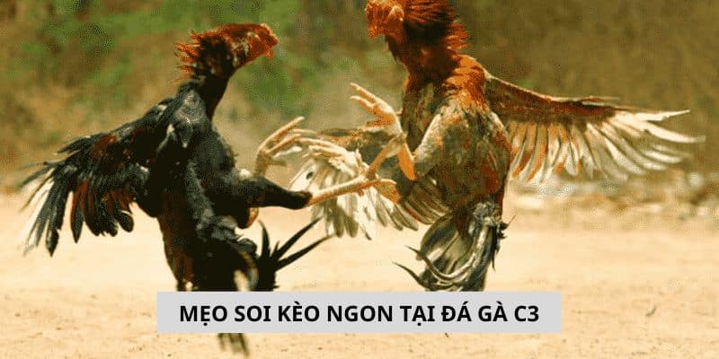 Những mẹo soi kèo ngon tại đá gà C3