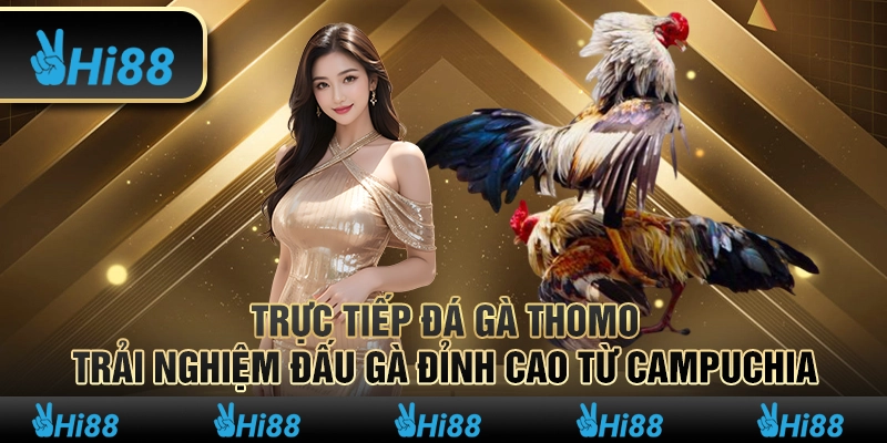 Trực tiếp đá gà Thomo – trải nghiệm đấu gà đỉnh cao từ Campuchia