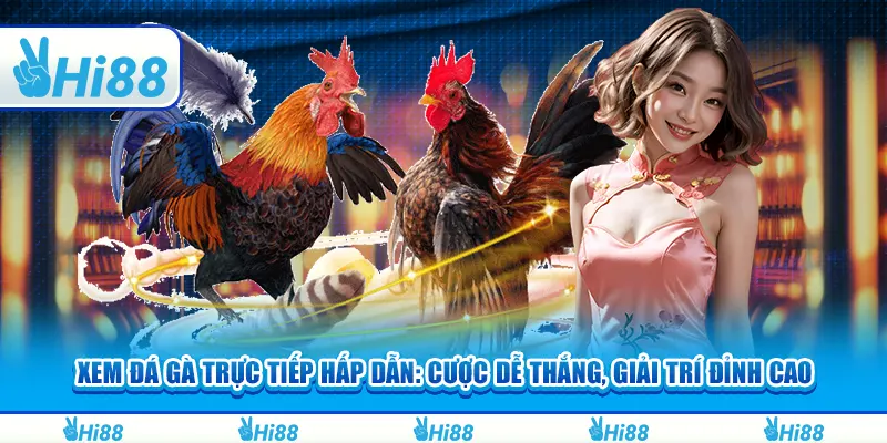 Xem đá gà trực tiếp hấp dẫn: Cược dễ thắng, giải trí đỉnh cao