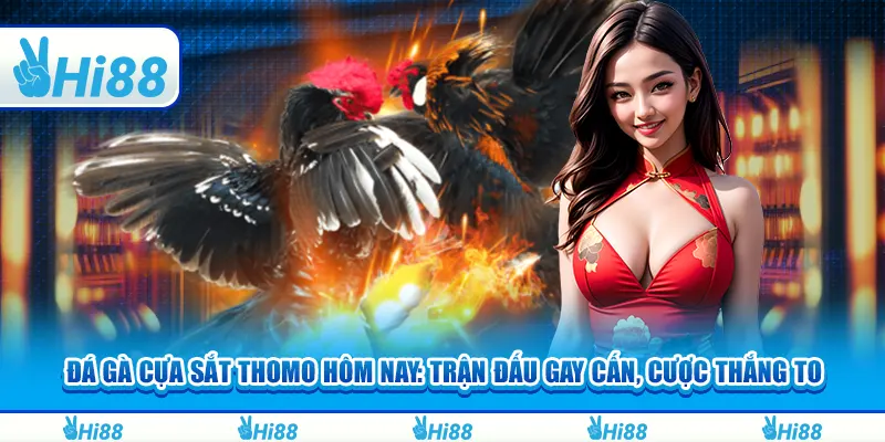 Đá gà cựa sắt Thomo hôm nay: Trận đấu gay cấn, cược thắng to