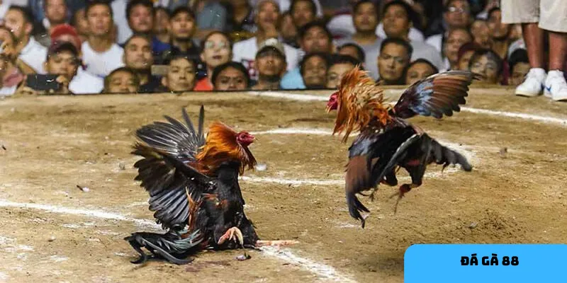 HI88 đảm bảo trải nghiệm cá cược an toàn và minh bạch.