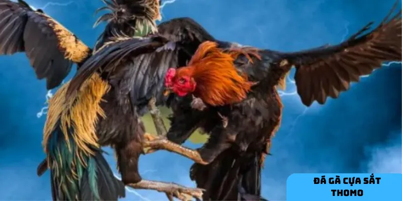 Nghiên cứu kỹ lưỡng giúp bạn chọn đúng chiến kê tiềm năng.