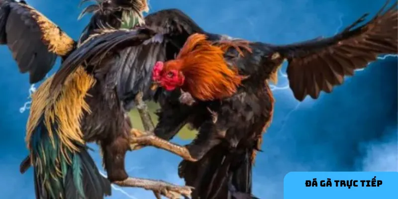 Tính kịch tính trong đá gà.