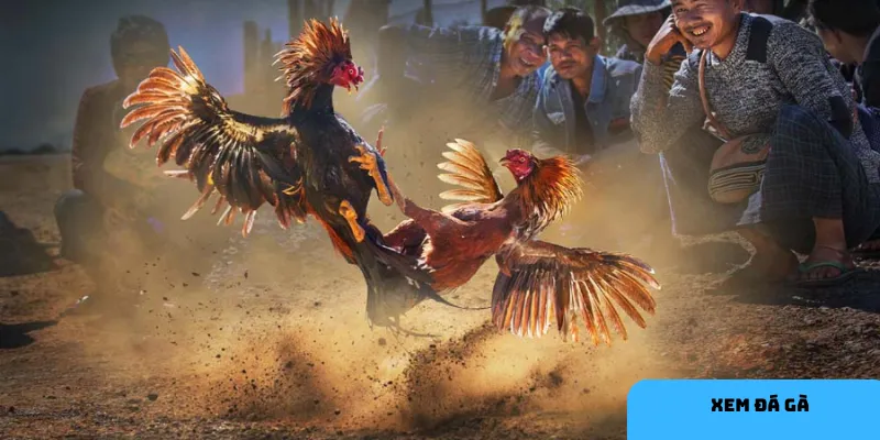 Xem đá gà trực tiếp mang lại cảm giác chân thực và cơ hội thắng lớn.