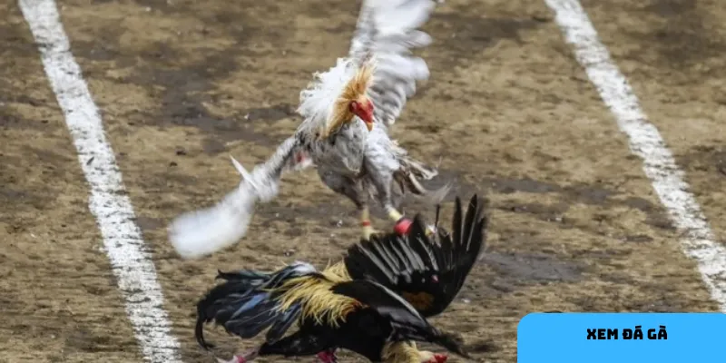 Chọn loại cược phù hợp giúp tăng cơ hội thắng.