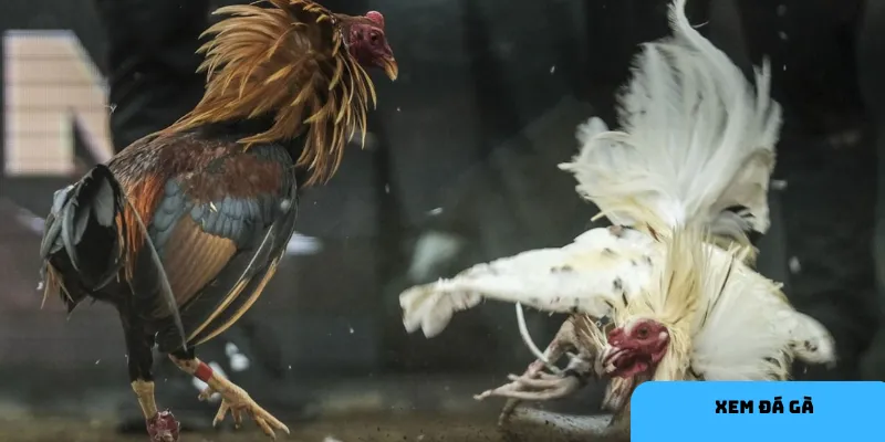 Tránh sai lầm để cá cược đá gà hiệu quả và an toàn hơn.