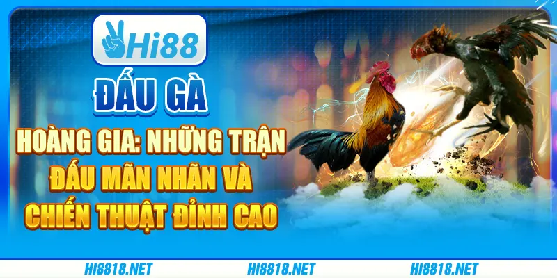 Đấu gà hoàng gia: những trận đấu mãn nhãn và chiến thuật đỉnh cao