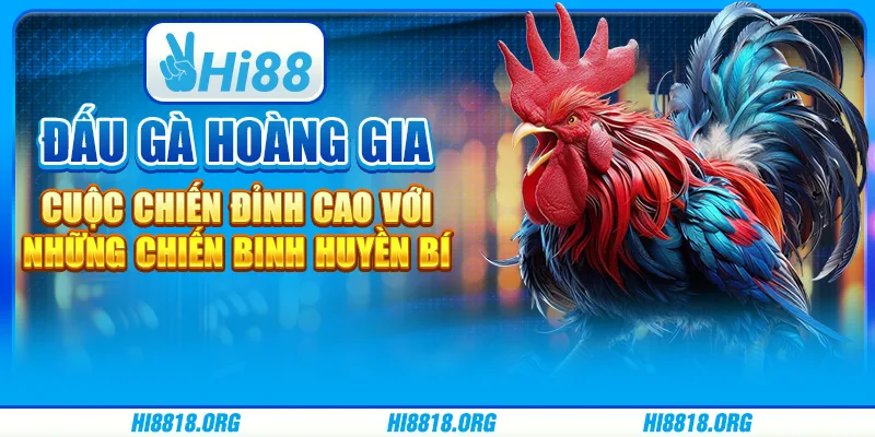 Đấu gà hoàng gia – Cuộc chiến đỉnh cao với những chiến binh