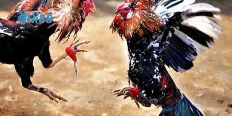 Tính năng tùy chỉnh trải nghiệm người chơi