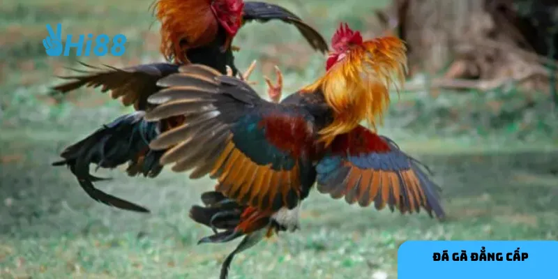 Đa dạng loại hình đá gà mang lại trải nghiệm mới mẻ cho người chơi.