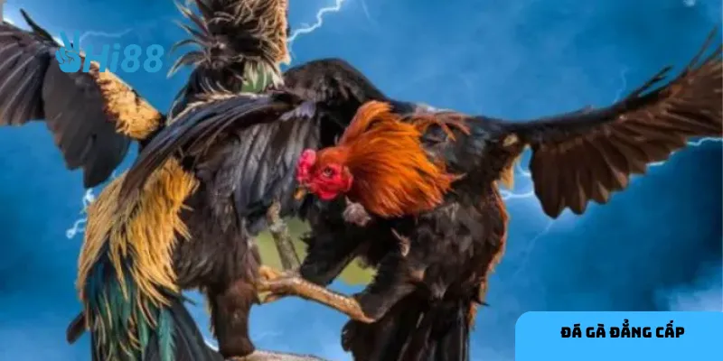 Tận dụng thông tin và quản lý vốn là cách hiệu quả để thành công trong cá cược đá gà.