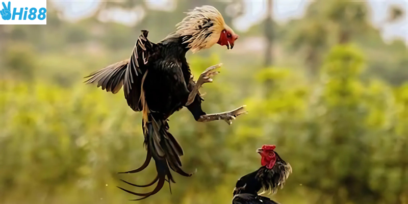 Chọn gà chiến hợp lý giúp bạn luôn thắng cược