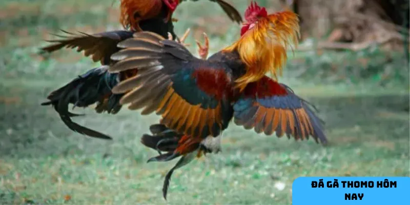 Các loại kèo đa dạng mang đến nhiều cơ hội thắng lớn.