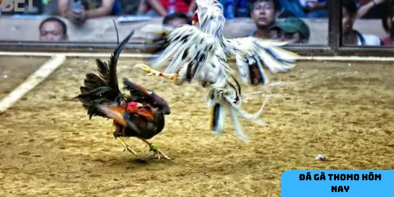 Khám phá chi tiết quy trình và các chiến kê đặc biệt.