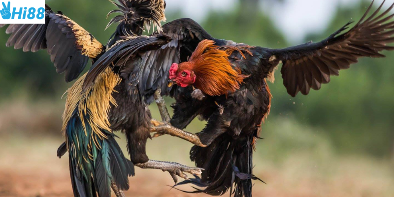 Đá gà tre trực tiếp tại nhà cái Hi88