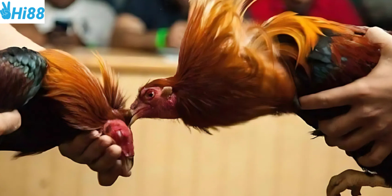 Quy trình đặt cược đơn giản giúp bạn tham gia trận đấu dễ dàng