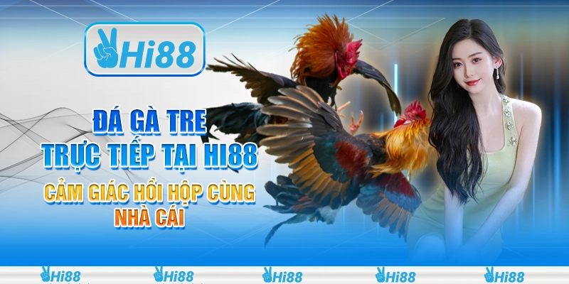 Đá Gà Tre Trực Tiếp Tại Hi88 - Cảm Giác Hồi Hộp Cùng Nhà Cái