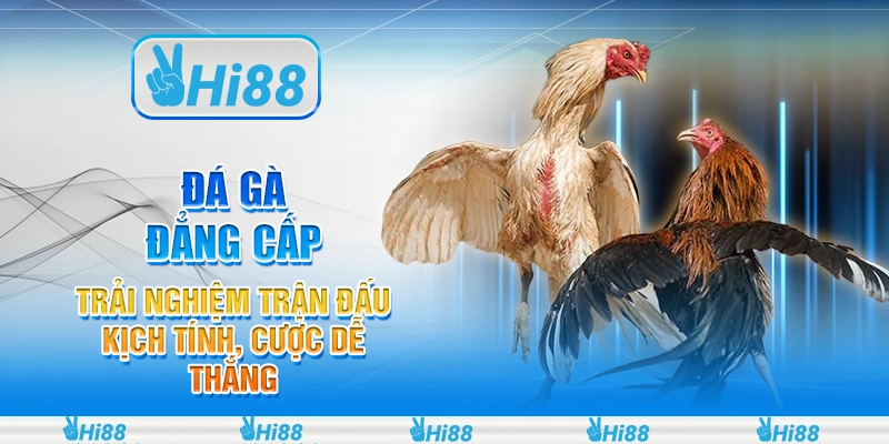 Đá Gà đẳng cấp: Trải nghiệm trận đấu kịch tính, cược dễ thắng