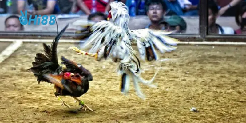 Tỷ lệ cược cao là điểm nhấn thu hút người chơi tại hi88.