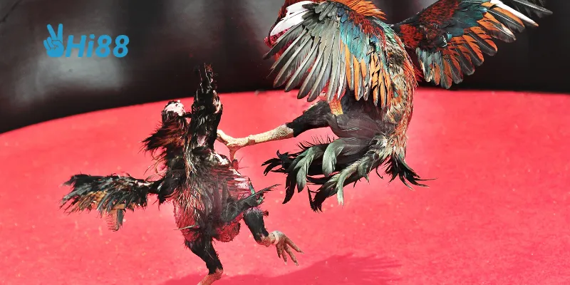 3 trận đấu đá gà đáng chú ý tại châu Á