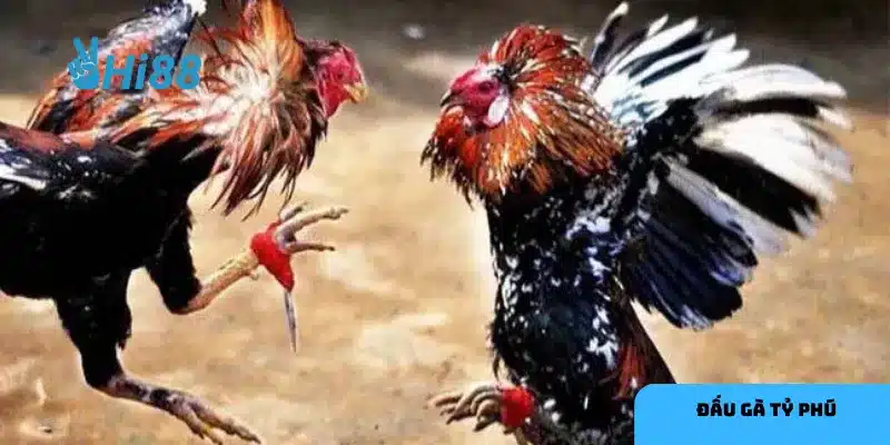 Nhiều đấu trường nổi tiếng mang lại những màn trình diễn mãn nhãn cho người hâm mộ.