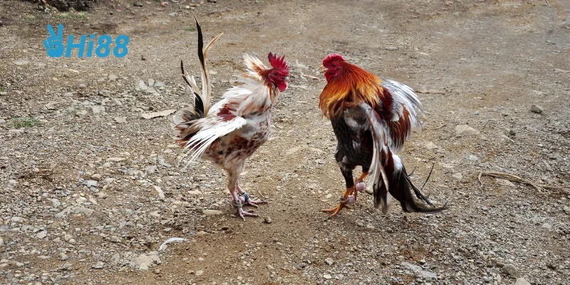 Quy trình tổ chức chuyên nghiệp tạo nên tính công bằng và minh bạch.