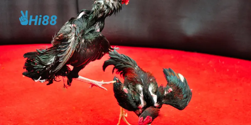 Xem trực tiếp giúp bạn hòa mình vào không khí sôi động.