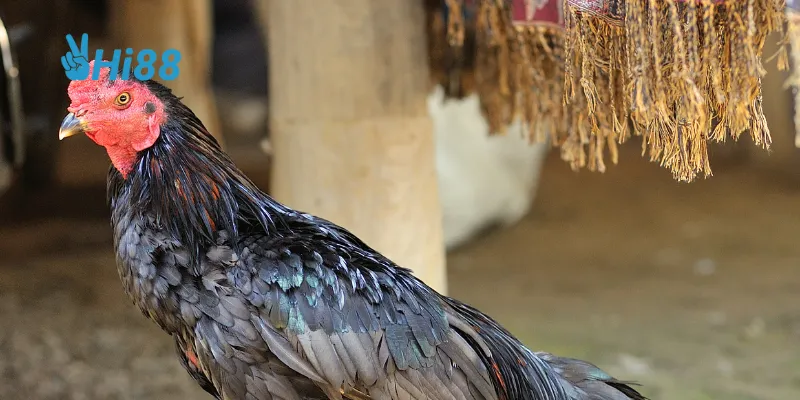 Đấu trường gà sắt hiện đại hóa với sự hỗ trợ của công nghệ.