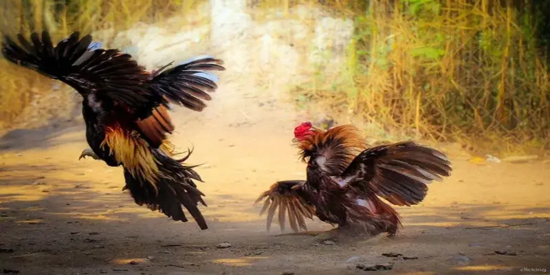 Hãy tham gia những trận đá gà tre để có những phút giây thú vị và mang về thưởng lớn!