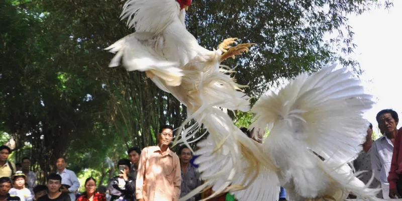 Trực tiếp đá gà casino đầy chuyên nghiệp