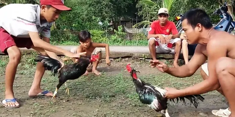 Thế giới trực tiếp đá gà casino đá gà New88