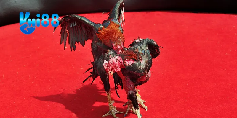 Cách điều khiển gà trong trận đấu.