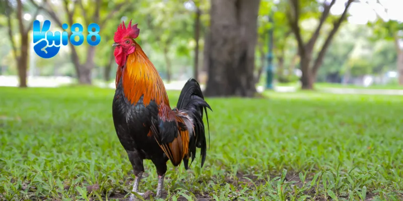 Sử dụng chiến thuật phòng thủ hiệu quả.