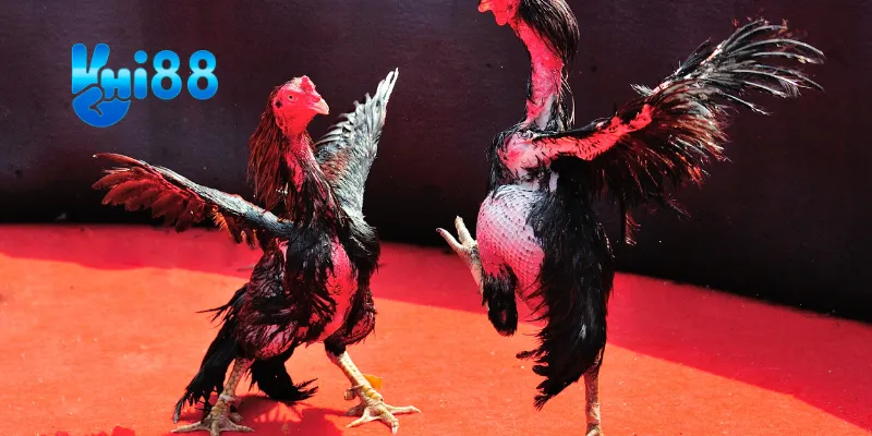 Hiểu rõ các giống gà và sức mạnh của chúng.