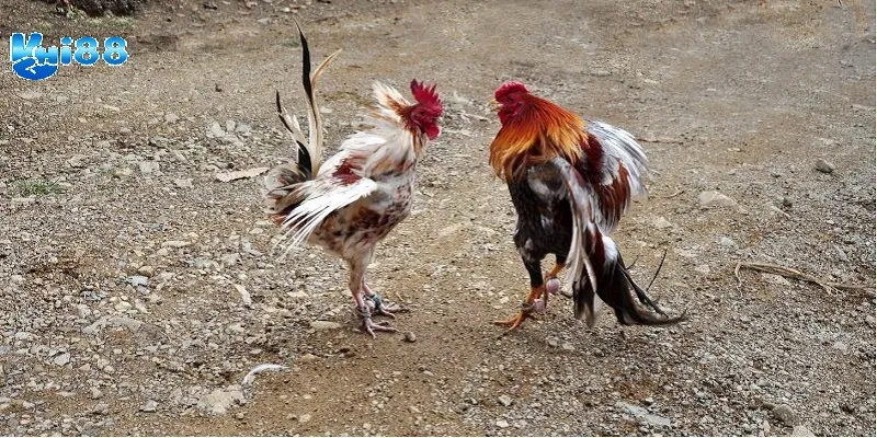 Tổng hợp bí quyết đá gà chiến thuật