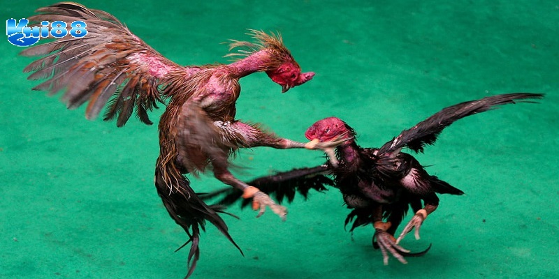 Lưu ý khi đá gà online