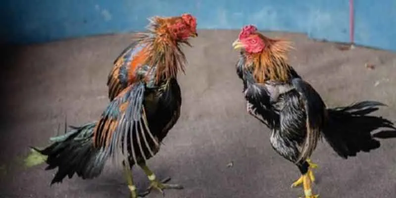 Những lý do khiến đây là lựa chọn của người chơi