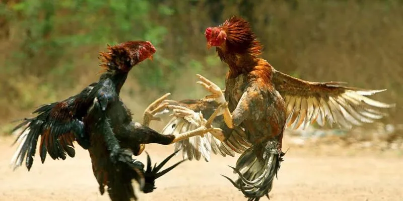 Gà nòi thách đấu mang đến trải nghiệm kịch tính