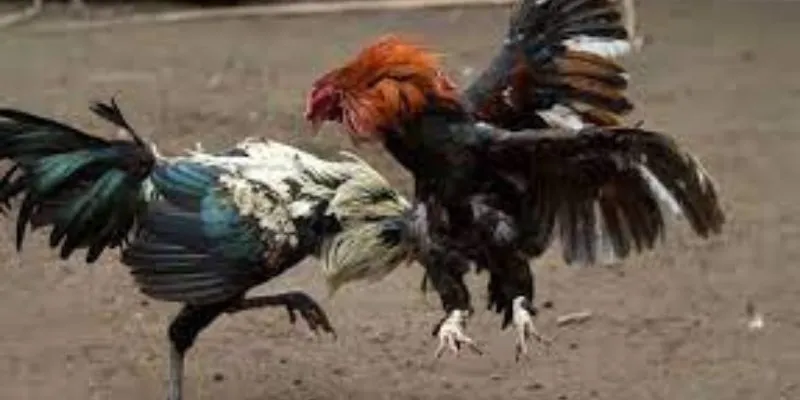 Hi88 mang đến đấu trường đá gà chuyên nghiệp